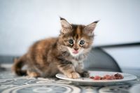 Umido per Gattini_ prodotto migliore 24